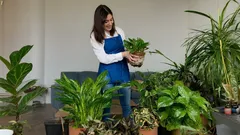 Žena s modrou zástěrou pečuje o pokojové rostliny v moderním interiéru.